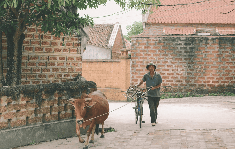 Duong Lam Village is often described as a living museum of rural life in the Red River Delta and Northern midlands of Vietnam (Source: Pexels)
